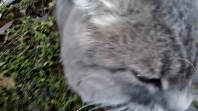 Котя с маленькими ушками смотреть онлайн