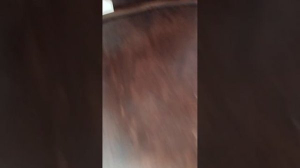 Венские Стулья #mebel #стульчик  #мебель