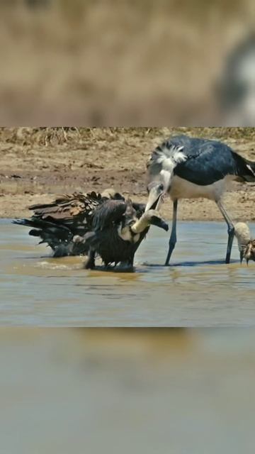 Vulture scared of Marabou stork#Vulture#stork#bird#shorts смотреть онлайн