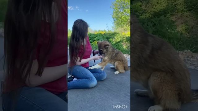 Собака в добрые руки! Москва и МО. 89037822059 смотреть онлайн