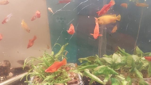 Псевдотрофеусы Саулози и меченосцы. смотреть онлайн