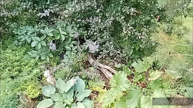 Дачный влог. Один день на даче _ 2024 смотреть онлайн