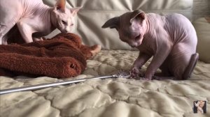 Любимые Сфинксы. Мирон и морщинистый Сенечка