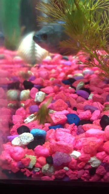 Parasite in my fish tank смотреть онлайн