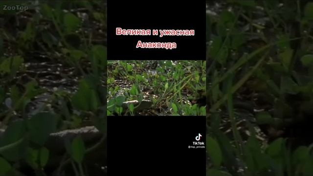 ВЕЛИКАЯ И УЖАСНАЯ АНАКОНДА смотреть онлайн