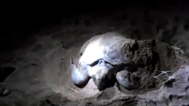 Mon Repos turtle rookery смотреть онлайн
