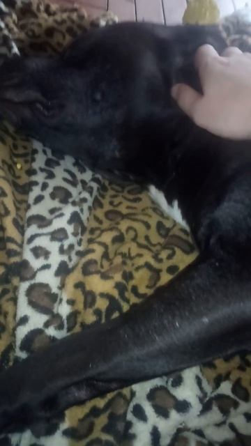 #shorts #сон #пряник #приколы смотреть онлайн