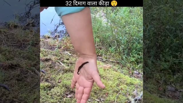 32 दिमाग वाला कीड़ा 😲#shorts #factshorts #leech#amazingfacts #biskit #vitnam #youtubeshorts смотреть онлайн