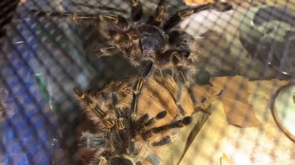Grammostola pulchripes mating