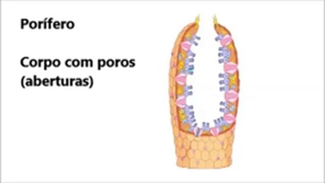 Paródia sobre o filo dos porífero #poriferos #porifera #biologia #ciencia #parodia смотреть онлайн