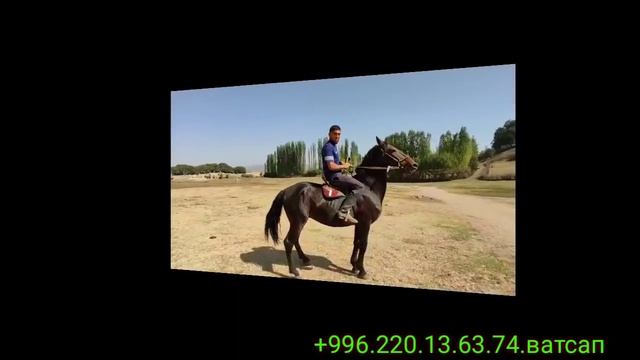 БААРЫНАН БАР УНИВЕРСАЛ АТТАР САТЫЛАТ смотреть онлайн