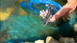 Запустил русского осетра и гибрид Калуга и Амурского осетра в свой новый пруд на даче