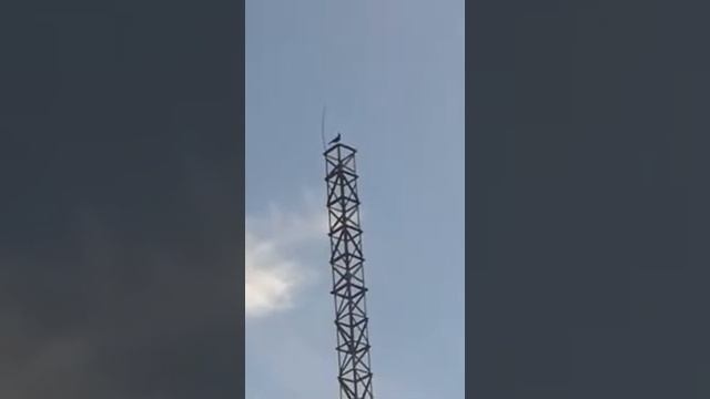 Сорока говорит Аллах Аллах смотреть онлайн