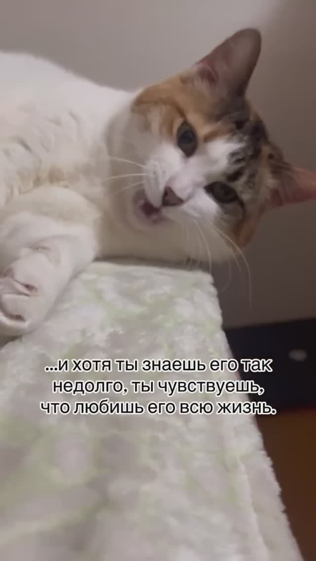 Лучшее знакомство 2024 года - кошка из приюта💜