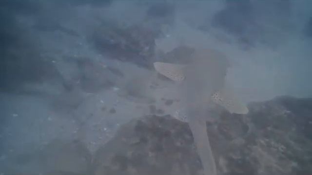 Scuba Diving at Manta Ray Bommie смотреть онлайн