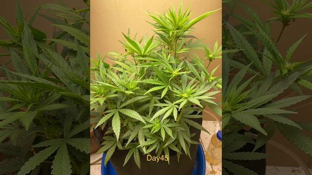 Pluto Cut RF3 Auto Ethos