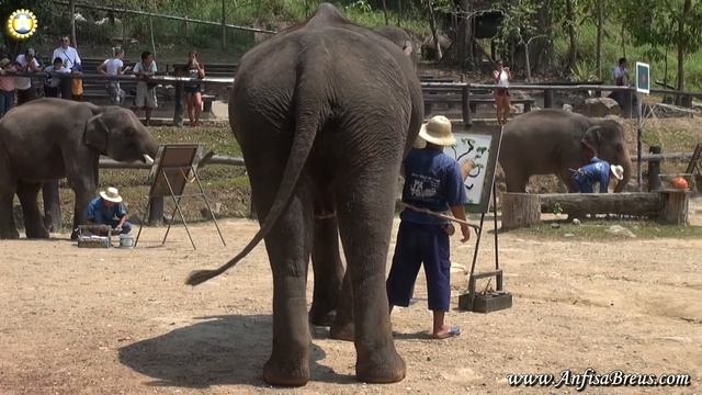 Шоу слонов в Чианг Май. Ферма Maesa Elephant Kamp. 04 смотреть онлайн