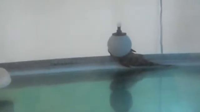 peacock bass tank смотреть онлайн