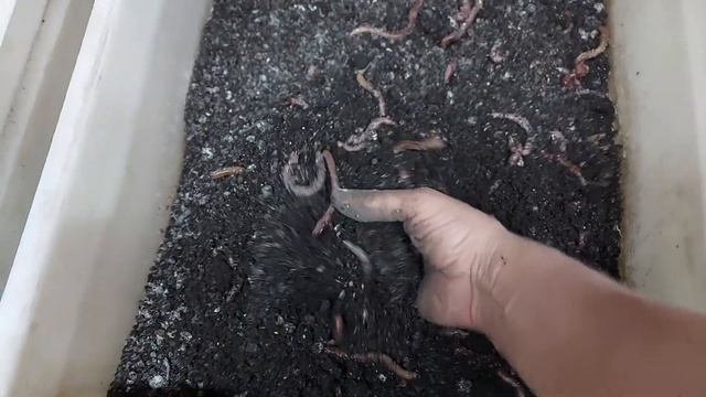 Почему у меня субстрат сухой при просейке дендробены. смотреть онлайн