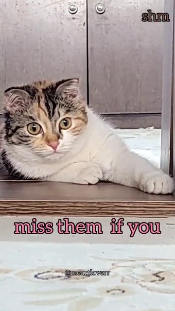 plz subscribe& like😉self_love.self worth.kitty litter.cat litter.hello kitty.cat_animal.good feelin смотреть онлайн