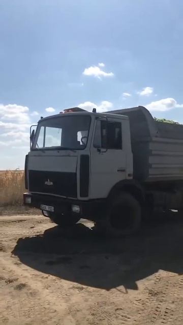 МАЗ 5551 Самосвал (На Уборке Винограда) в Молдавии