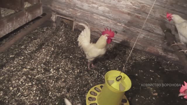 Петух клюётся. Видимо виноваты гены смотреть онлайн