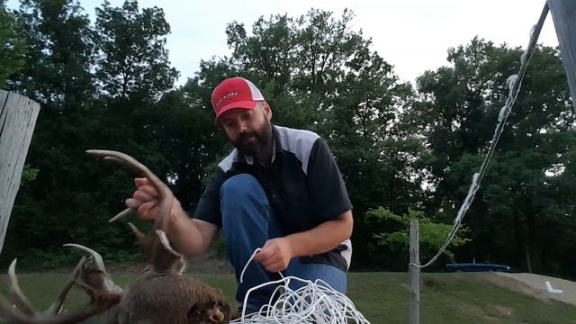 Easy European Skull Mount a Deer Head with NO Beatles смотреть онлайн