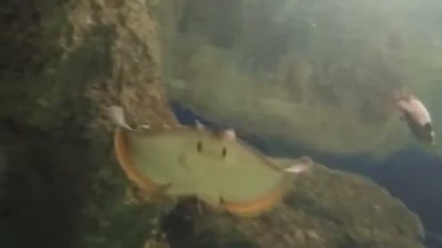 Океанариум в Сочи смотреть онлайн