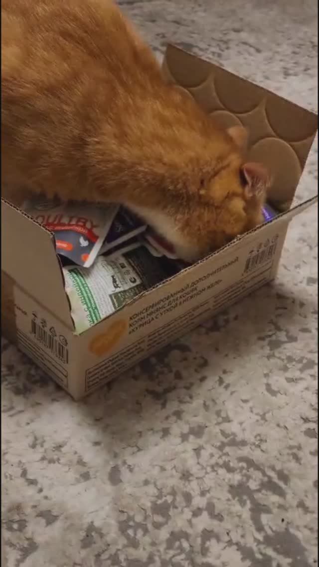 Кот добывает еду себе сам.#кот #кот_Лютик смотреть онлайн