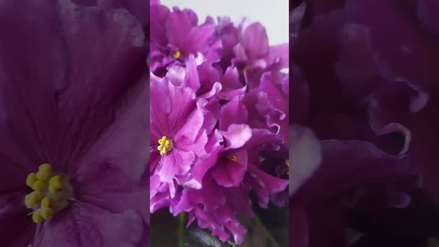 Фиалки , видеокаталог 2024г.#фиалки #цветы смотреть онлайн