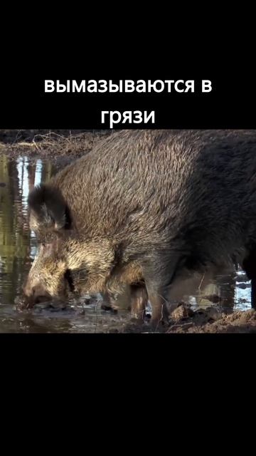 #shorts Интересные факты о ДИКОМ КАБАНЕ/Удивительная дикая природа#animals смотреть онлайн
