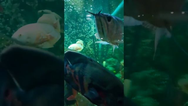 big aquarium anagamally смотреть онлайн