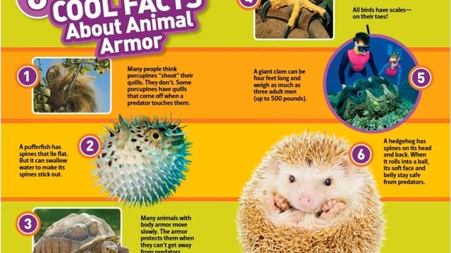 Animal Armor смотреть онлайн