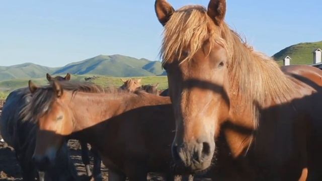Агросектор. Выпуск от 10.07.15 смотреть онлайн