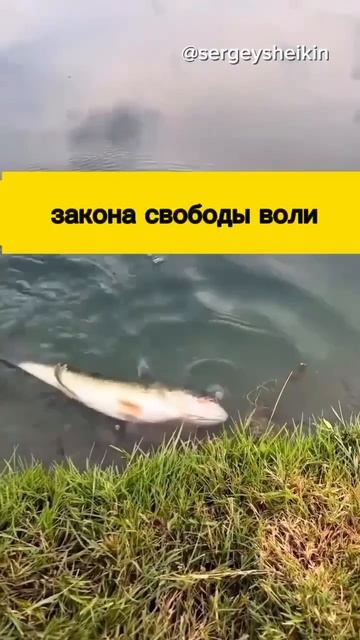 Вы когда-нибудь пытались помочь, когда вас не просили ?  💔