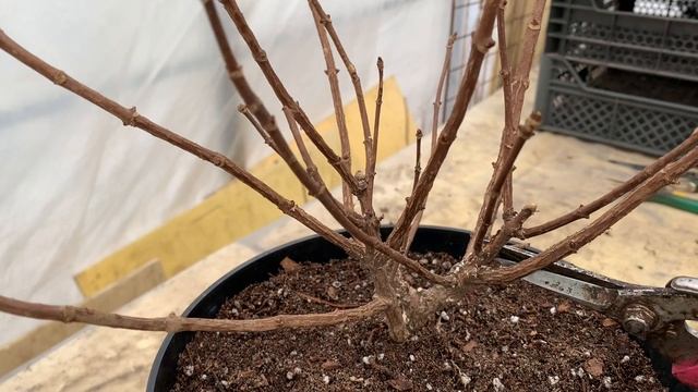 Весенняя обрезка метельчатых Гортензий. #обрезка#гортензий#весной# смотреть онлайн