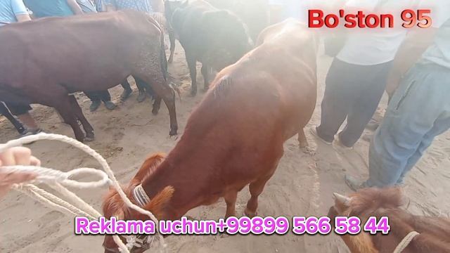 @boston95 Элликкалъа молбозори 27.07.2023 смотреть онлайн