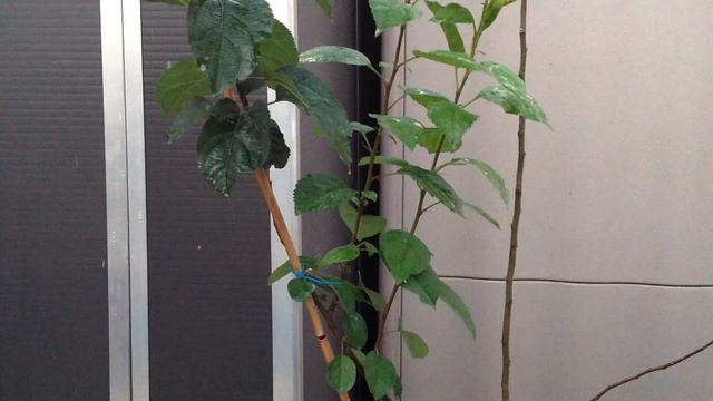 ELIMINA PULGON VERDE DE FRUTALES смотреть онлайн