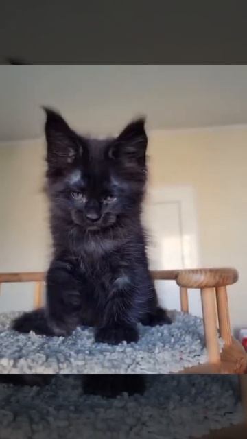 #shorts #cats #video смотреть онлайн