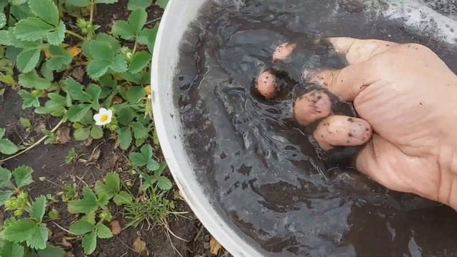 Жидкая подкормка для растений из биогумуса. Дёшево и полезно. смотреть онлайн