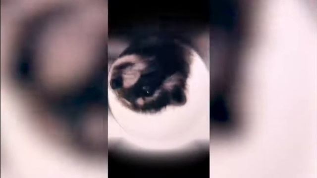 Енот танцует смотреть онлайн