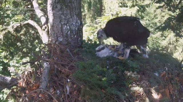 Птенец беркута получает еду 🦅/ Румыния смотреть онлайн