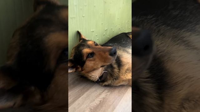 Матвей , с тобой как минимум добрые люди! Скорейшего возвращения на четыре лапы смотреть онлайн