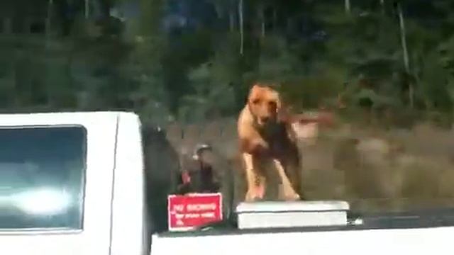 Собачка, блин смотреть онлайн