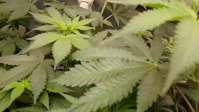 4x4 mars hydro tsw2000 & ts1000 wk 1 🌼 смотреть онлайн