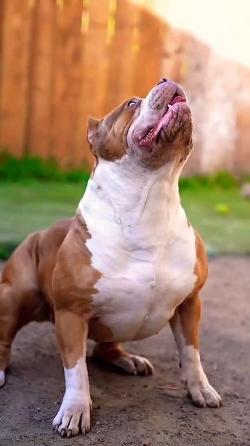 GAMA ALLEE #dogs #dogsofinstagram #youtubeshorts смотреть онлайн