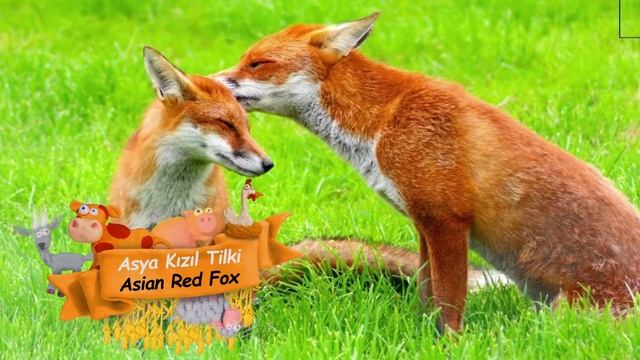 A Harfi İle Başlayan Hayvanlar / Let’s Know The Animals смотреть онлайн