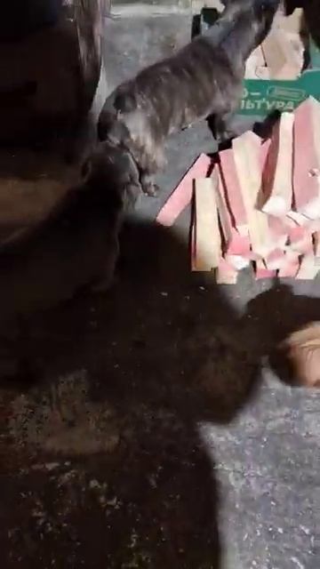 В приюте пополнение: бульдоги от разведенцев смотреть онлайн