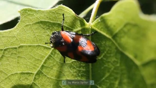 Cercopis vulnerata