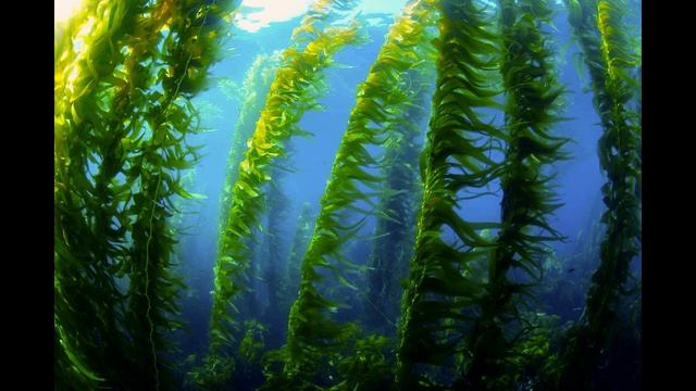 Чем Можно Заменить СОЛЬ. Поиск ЗДОРОВЫХ Альтернатив. смотреть онлайн